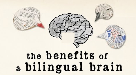 interprète cerveau bilingue